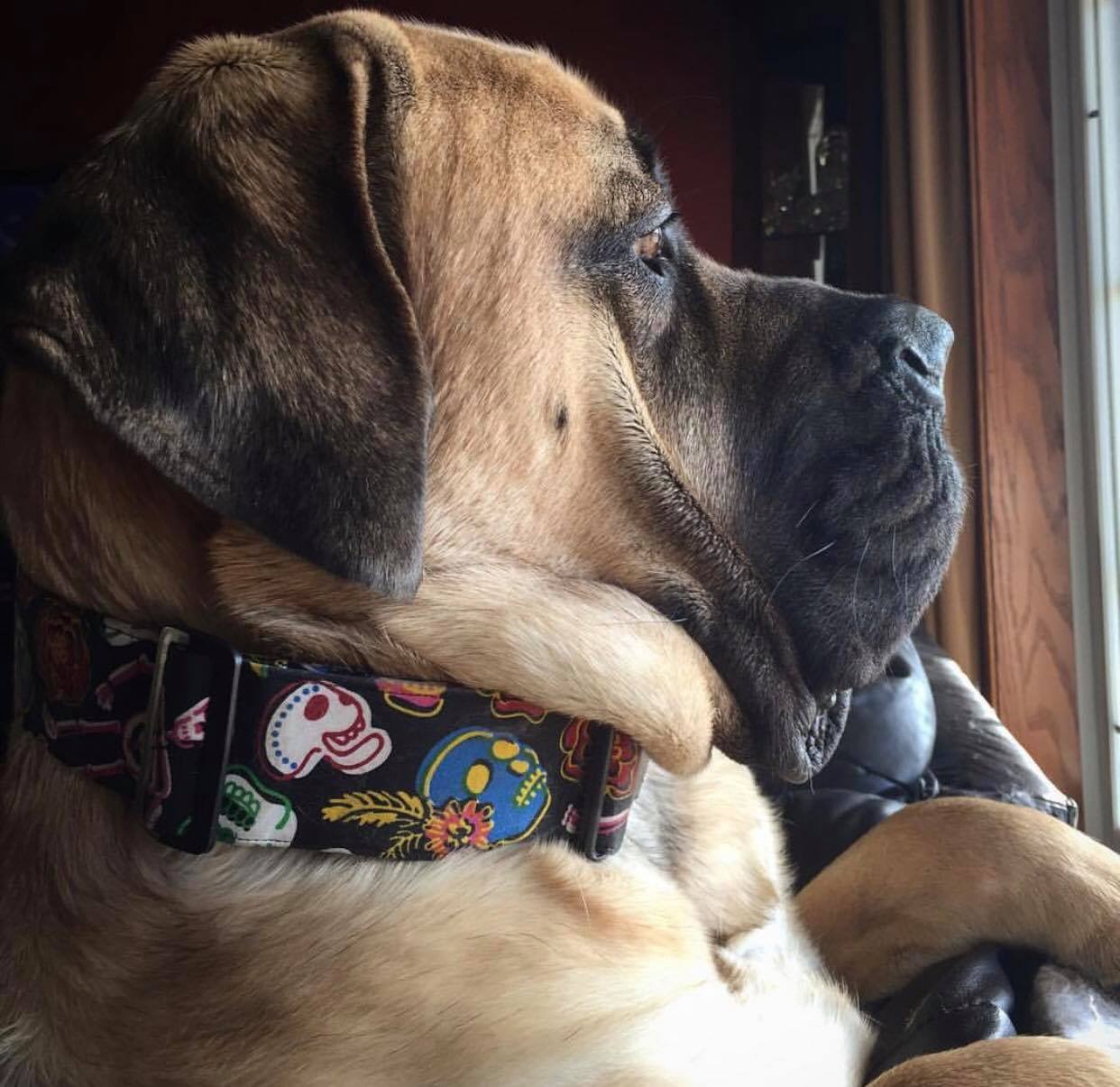 great dane in coat