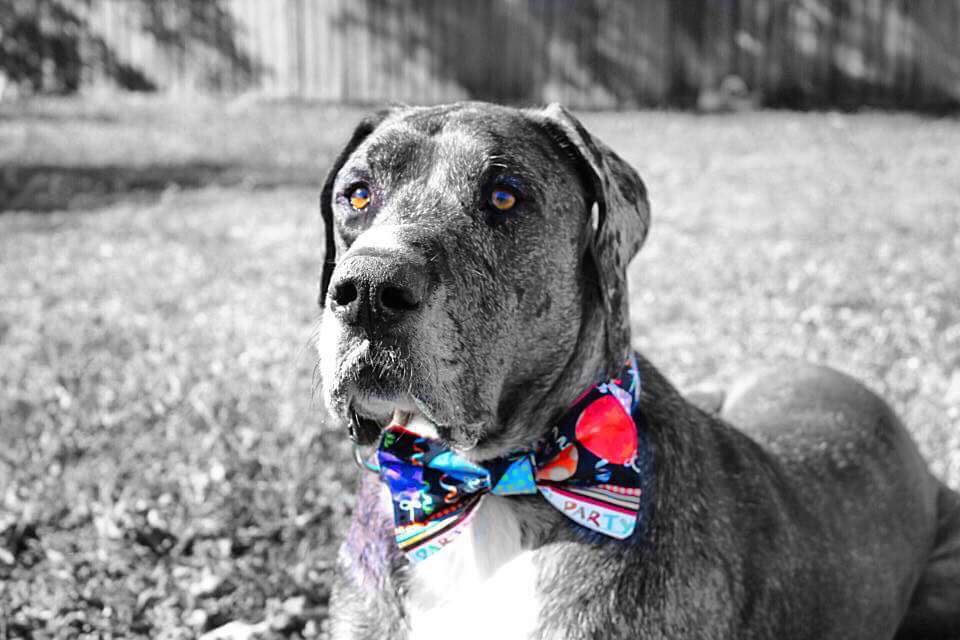 great dane in coat